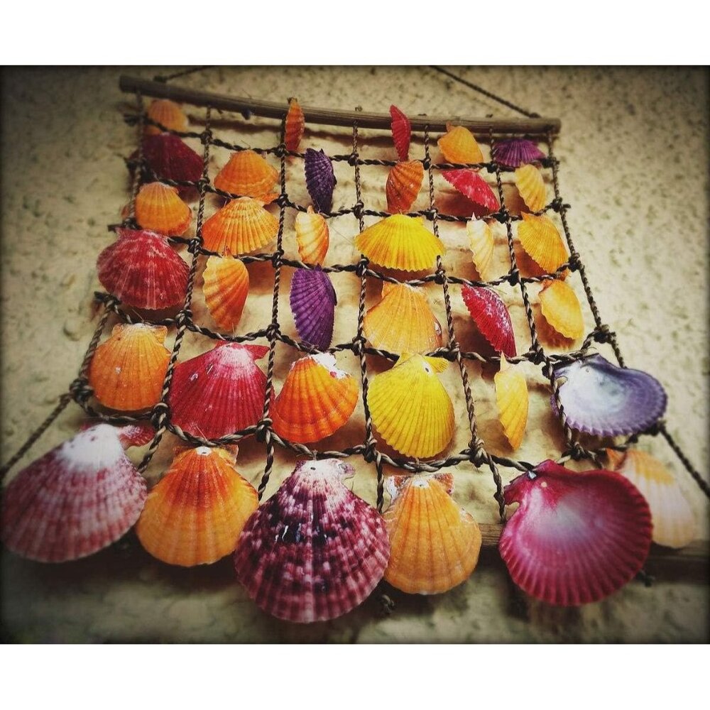 New Sea Shells Mixed Beach Seashells & Starfish for DIY Crafts, Party Decor - Picture 13 of 13
